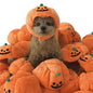 Cute Sunflower Pet Hat – Funny Cat & Dog Headgear